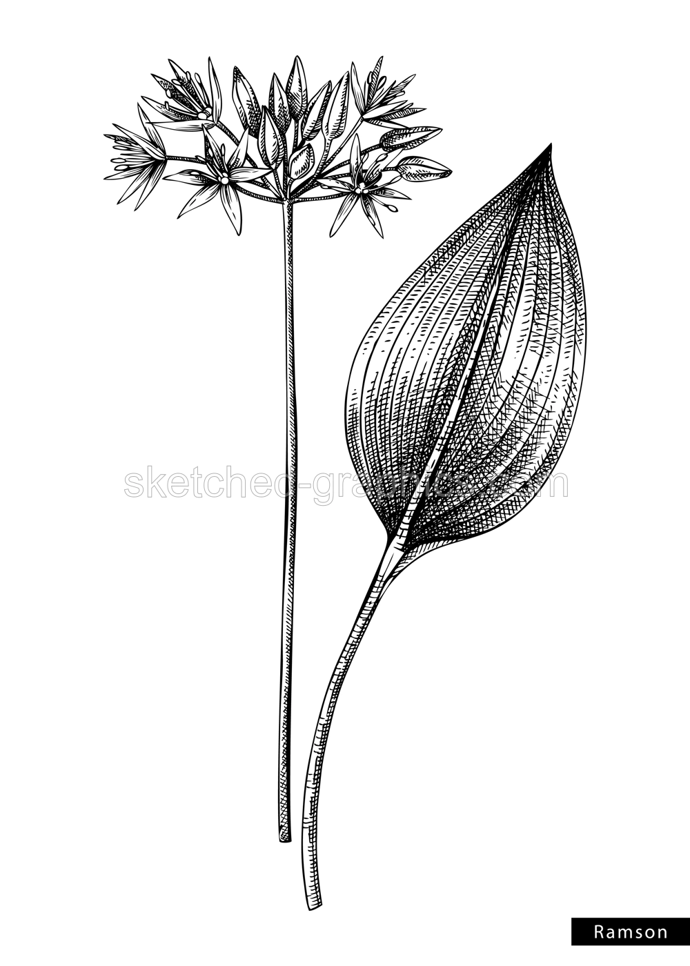 Ramsons flower sketch in engraved style. Floral branch with buds and leaves. Black contoured wild garlic drawing. Botanical vector illustration of spring woodland plant isolated on white background Illustration